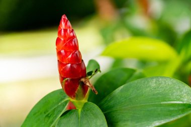 Close up of Costus speciosus or Ginger flower with green leaf background with soft focus