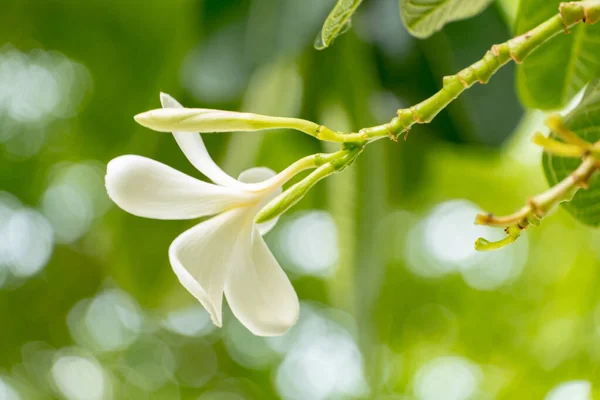 Plumeria Fleurs Blanches Jaunes Avec Des Feuilles Mise Point Sélective — Photo