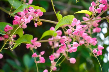 Bal arıları pembe bir çiçeğin üzerinde bir çiçeği döllüyorlar. Meksikalı sürüngen, bulanık arka planda çiçek açan pembe çiçekler seçici bir odak ile