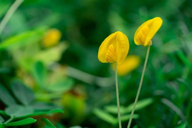 Pinto peanut or Arachis pinto, Yellow flower on blur nature background with selectived focus wiht bokeh Backgorund