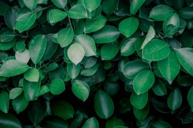 Green leaves tropical background, Natural background dark wallpaper concept