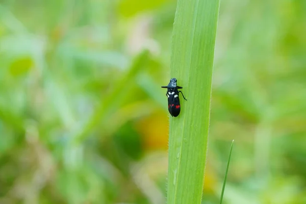 Bambi Deer Macro Insects Perched Green Leaves Green Blurred Background — Stock Photo, Image