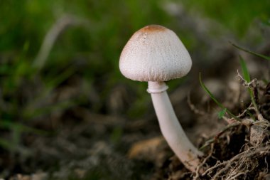 Ormanda yetişen bulanık arkaplanlı mantarın makro fotoğrafı