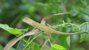 Bir kertenkele bir dal ve bir ot sapı üzerinde hareketsiz durur..