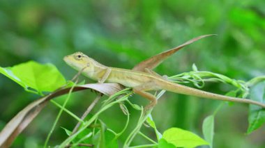 Bir kertenkele ormanda bir dal ve bir ot sapı üzerinde hareketsiz durur..