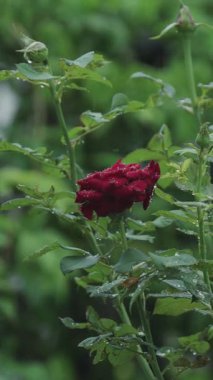 Dikey video. Yağmurlu güzel kırmızı güller
