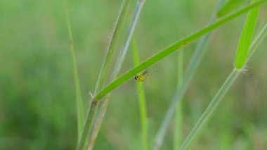 Örümcek sırtını yeşil bulanık arkaplanda örümcek ağına dayar.