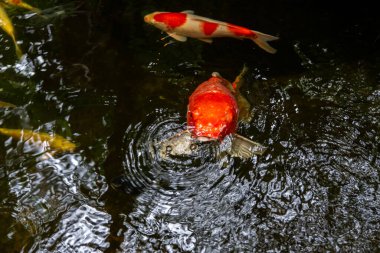 Kırmızı koi balığı yeşil yapraklar ve su yansımalarıyla çevrili berrak bir gölette huzur içinde yüzüyor.