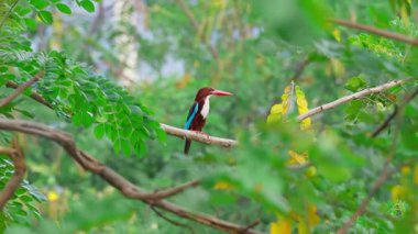 Beyaz boğazlı bir Kingfisher bir dala tünemiş, yiyecek için avlanmayı bekliyor. Doğa Yaban Hayatı