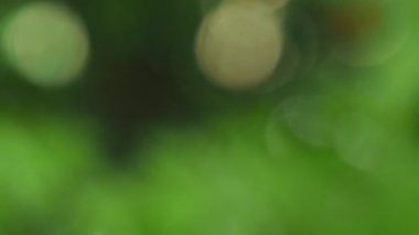 Doğa yeşili bokeh ışık bulanık arkaplan, yeşillik çevre koruma kavramı