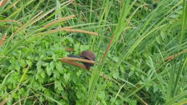 Karga sülünü (Centropus sinensis), akşam yiyecek aramak için kedi kuyruğu ağacında denge kurmaya çalışır..