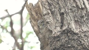 Benekli baykuş (Athene brama) civciv ağaç oyuğunda uyuyor, ağaçla kaynaşıyor..