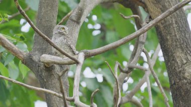 Benekli baykuş (Athene brama) bir dala tünemiş, yırtıcıları arıyor.