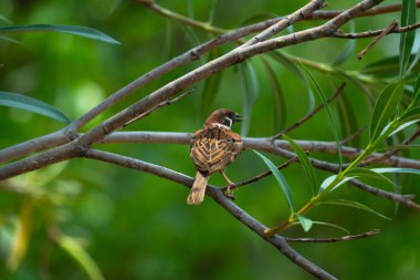 Yeşil doğal arka plan ve tropik açık havada yumuşak bokeh ile dalda oturan Avrasya ağaç serçesi.