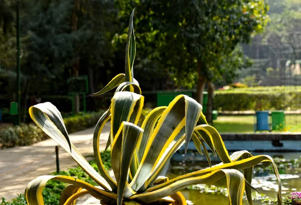 Pendekatan Amaltas Bud Dikenal Sebagai Cassia Fistula Dengan Dew Drops — Stok Foto