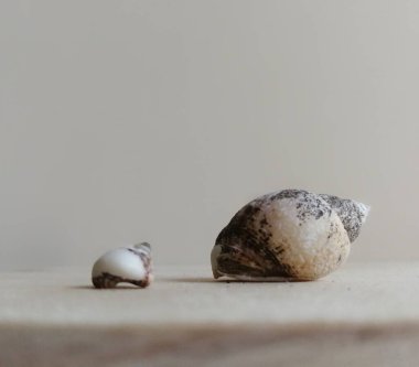 Masadaki kabuğun farklı boyutu 