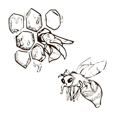 Bal ve arıların siyah beyaz çizimi. Arı ürünleri ambalaj tasarımı için propolis ve bal. El grafikleri çizer. Vektör. Klasik arı bal peteği. 