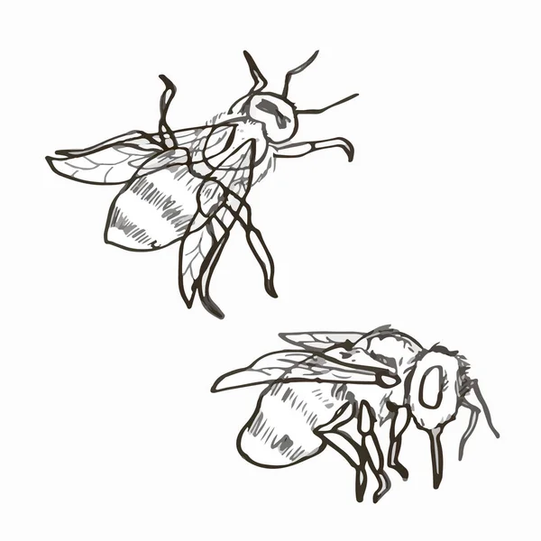 Arıların Yazması Çizimleri Arıcılık Arı Ürünleri Bal Maskotu Tasarımı Çizimi — Stok Vektör