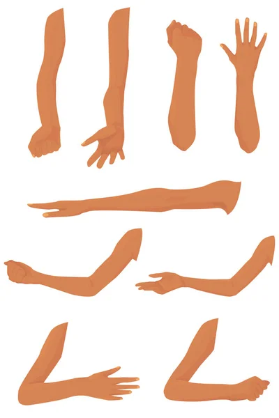 Beyaz arka planda izole edilmiş farklı jestlere sahip eller. Anatomik referanslar. Kollar omuzdan avuca. Ön ve yan kol kasları. insan vücudunun parçaları. vektör düzlüğü.
