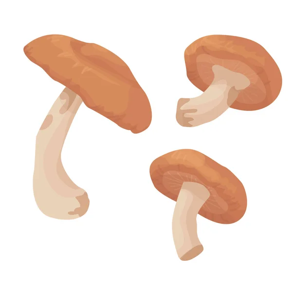 Shiitake beyaz arka planda izole edildi. Yenilebilir mantarlar. Sonbahar hasadı. Mantar mevsimi. Çiğ yemek. Veganlık. vektör düzlüğü.