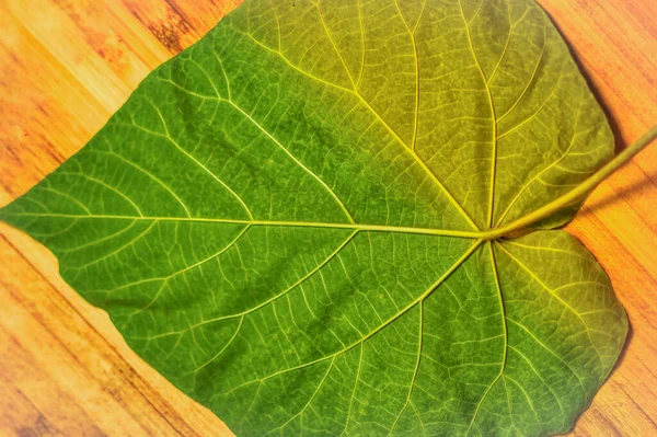 Big Green Leave Turned Side Standing Wooden Surface — Stock Photo, Image