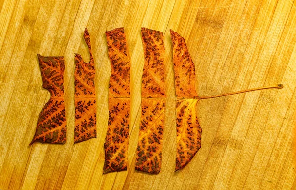 Сухой Лист Вырезанный Ломтиками Стоящий Фоне Деревянной Плиты — стоковое фото