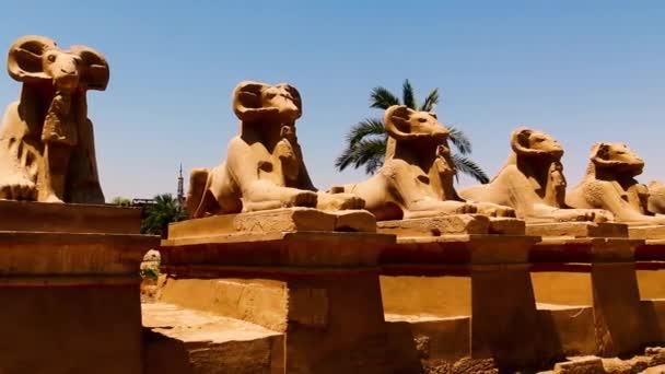 Eine Sphinxgruppe Karnak Tempel Ägypten — Stockvideo