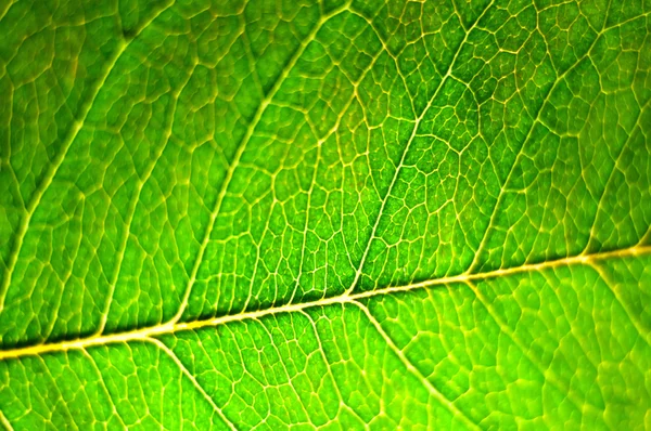 Textura de uma folha verde como fundo — Fotografia de Stock