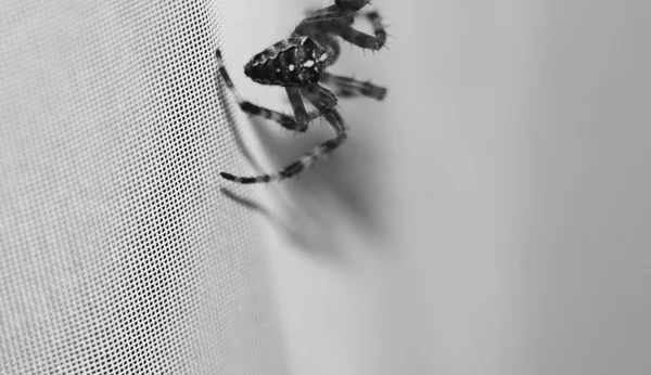 Enorme huis Spider op de witte muur — Stockfoto