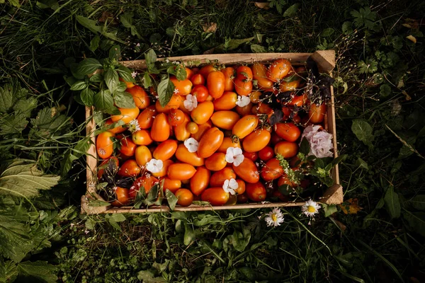 Uma Caixa Madeira Com Uma Colheita Tomates Diferentes Variedades Fica — Fotografia de Stock