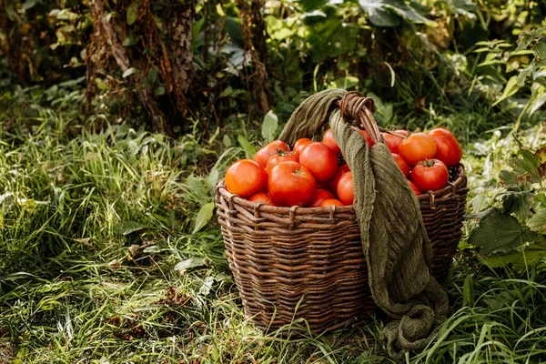 Jardim Uma Cesta Tomates Vermelhos Grama — Fotografia de Stock