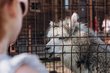 Llama Alpaca, güneşli bir yaz gününde hayvanat bahçesinde.