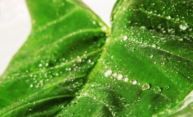 büyük su yaprak yeşil