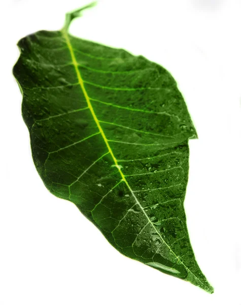 Hoja verde — Foto de Stock