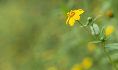 yetişkin erkek spor, futbol maçı mictlan vs sayaxc
