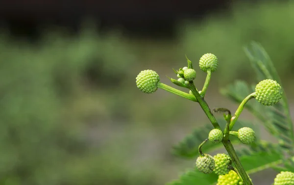 Planta verde na natureza Imagem De Stock