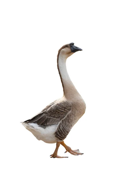 Portrait Goose Isolated White Background — Stock Photo, Image