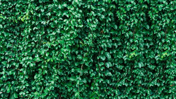 Plein Écran Fond Feuille Verte — Photo