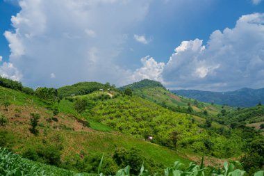 Manzara dağları, çimenler ve yoldaki yeşil ağaçlar. Yağmur mevsiminde mavi gökyüzü.