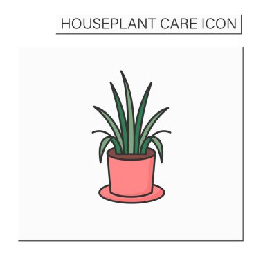 Klorophytum komosum renk simgesi