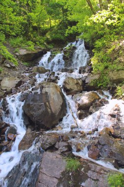 Yeşil vahşi ormanında güzel şelale