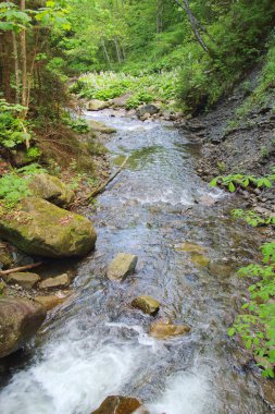 Bahar ormanda vahşi nehir. Yeşil çim ve beyaz çiçekler