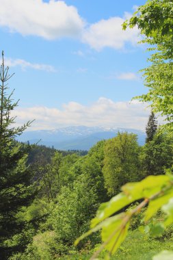 Yeşil ağaçlar. Yüksek dağ zirveleri ufukta. Karpat baharda. Ukrayna