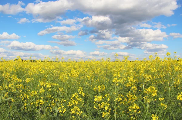 Yellow flowers of Canola on the field