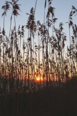 Sazlık sayesinde yükselen güneş