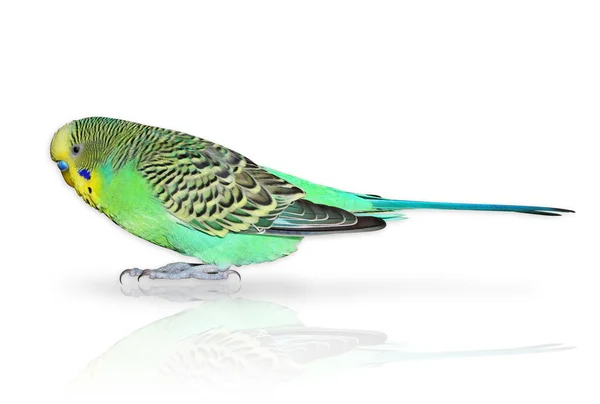 Full size green Budgerigar isolated on the white — Stock Photo, Image