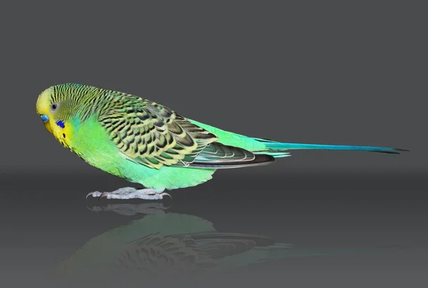 Teljes mérete a szürke háttéren zöld hullámos papagájok — Stock Fotó