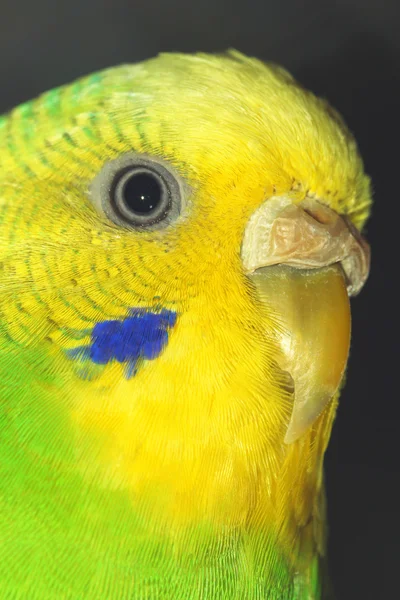 Hullámos papagájok női portré közelről. Makró — Stock Fotó