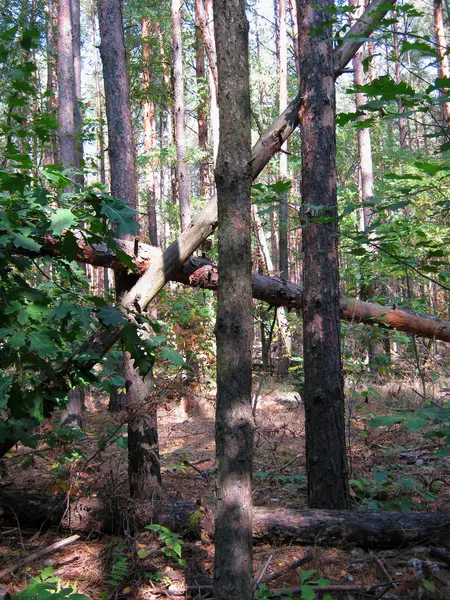 Deadfall, windbreak