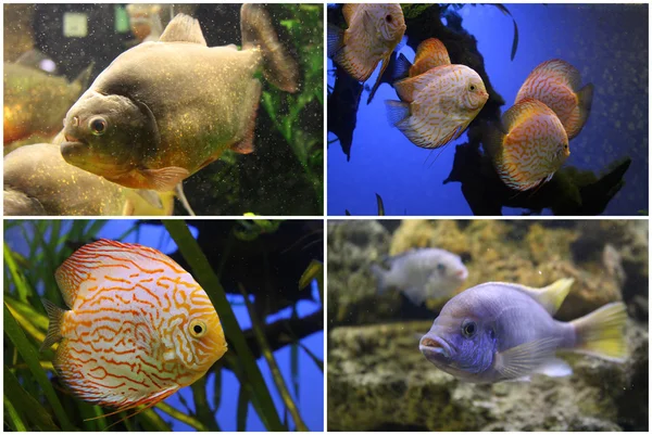 Akvaryum balık: Piranha, Discus, Çiklit.